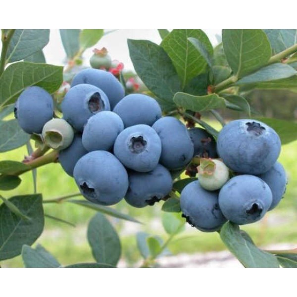 MOSTAR YABAN MERSİNİ (BLUEBERRY) FİDANI POTTA