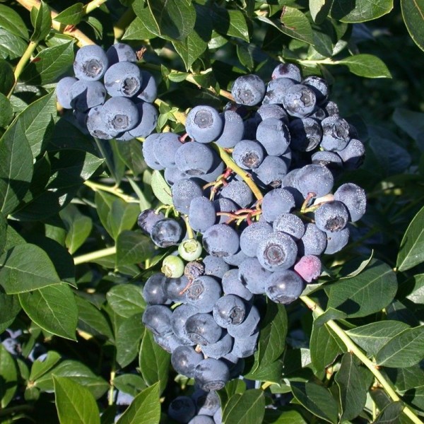 MOSTAR YABAN MERSİNİ (BLUEBERRY) FİDANI POTTA
