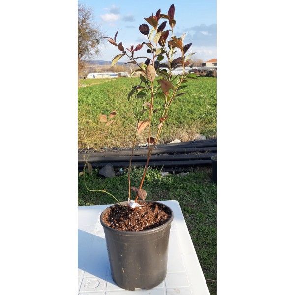 Mostar Yaban Mersini (Blueberry) 5 Litre Saksı