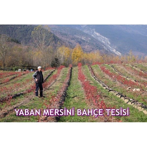 MOSTAR YABAN MERSİNİ (BLUEBERRY) FİDANI POTTA