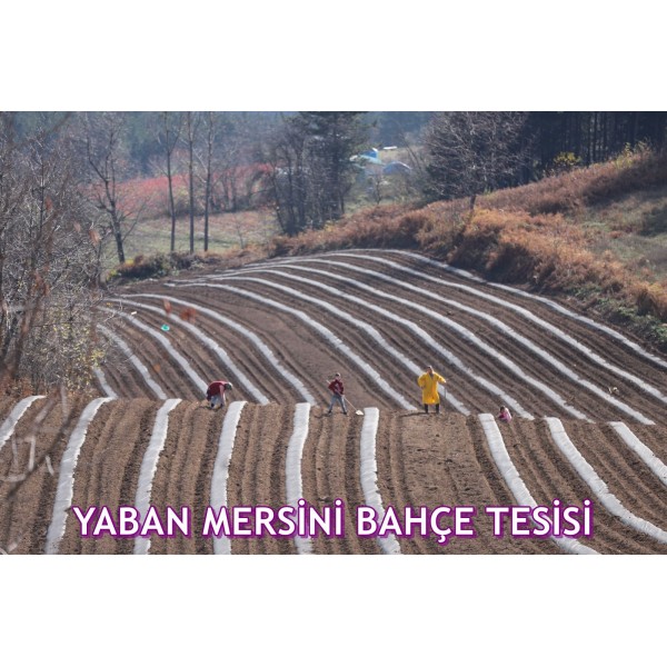 MOSTAR YABAN MERSİNİ (BLUEBERRY) FİDANI POTTA