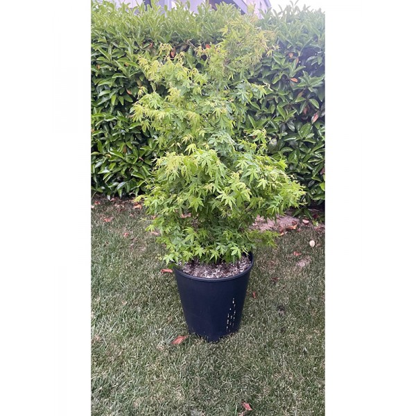 Japon Akça Ağacı 30 Litre Saksı (Aceraceae)