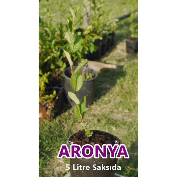 Mostar Aronya Fidanı (aronia) 5 Litre Saksıda