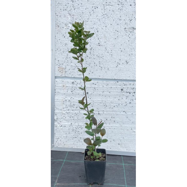Aronya FidanÄ± (Aronia) 1,5 Litre SaksÄ±da 2 YaÅŸ