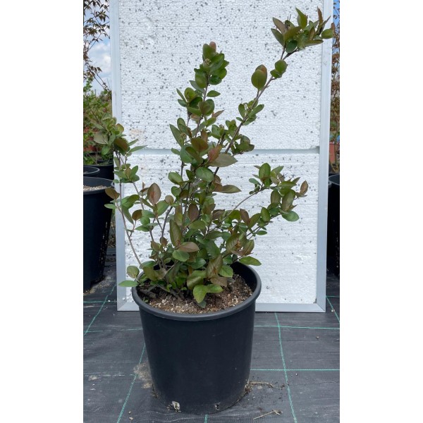 Aronya Fidanı (Aronia) 14 Litre Saksıda 3-4 Yaş