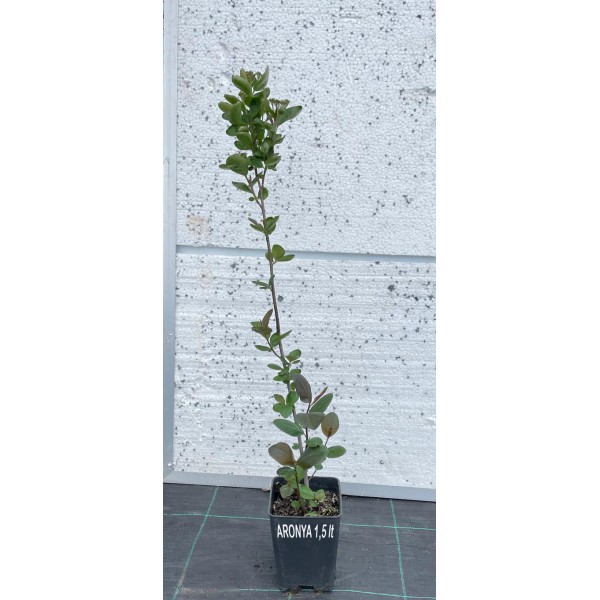 Aronya FidanÄ± (Aronia) 1,5 Litre SaksÄ±da 2 YaÅŸ
