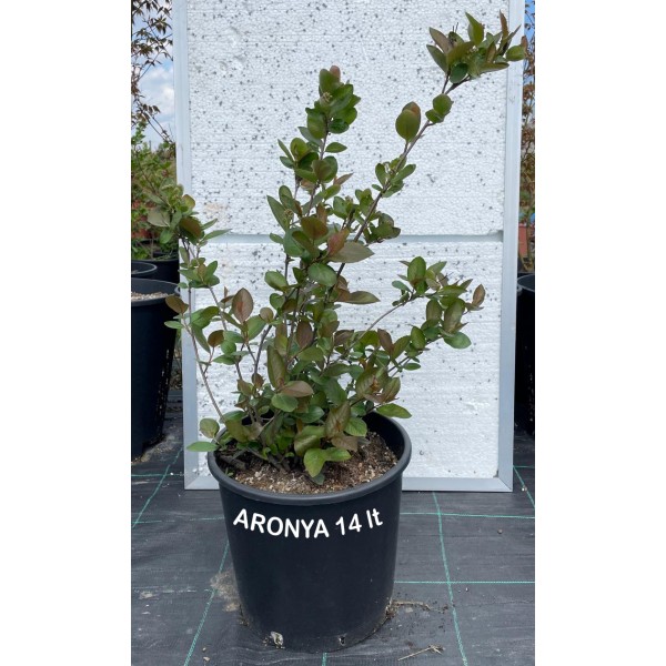 Aronya Fidanı (Aronia) 14 Litre Saksıda 3-4 Yaş