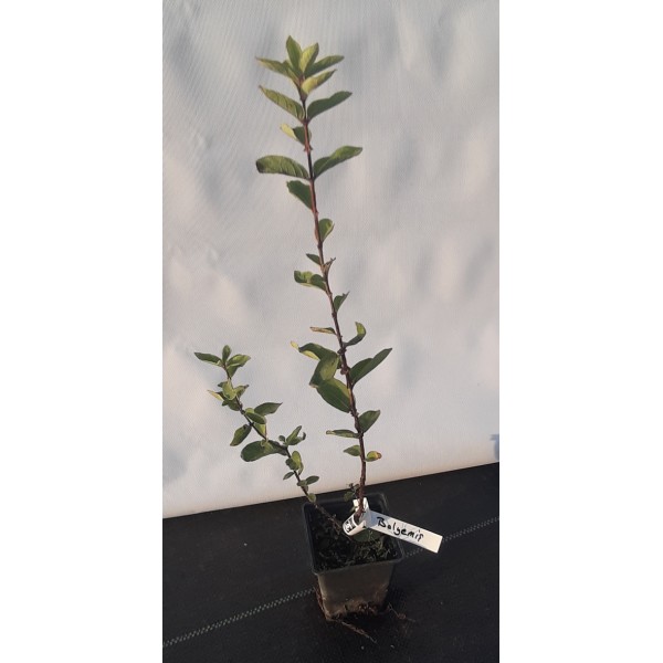 Balyemişi Fidanı 9 Luk Potta (Honeyberry) TOPTAN SATIŞ