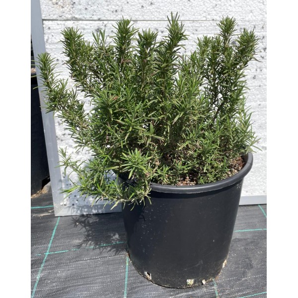 Biberiye Fidanı (Rosemary) 14 Litre Saksıda