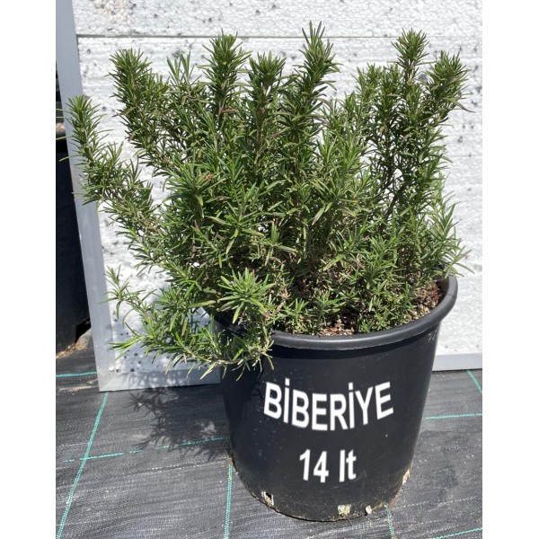 Biberiye Fidanı (Rosemary) 14 Litre Saksıda