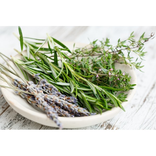 Biberiye Fidanı Rosemary Rosmarinus Officinalis Prostratus