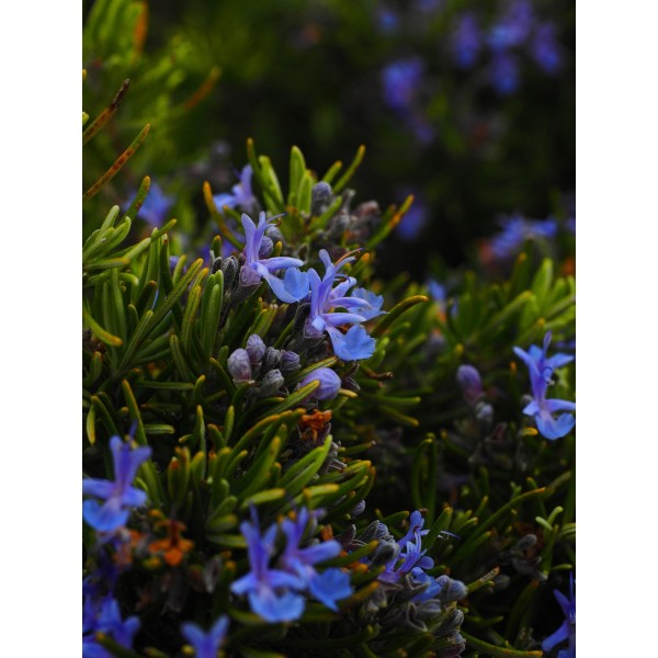 Biberiye Fidanı (Rosemary) 14 Litre Saksıda