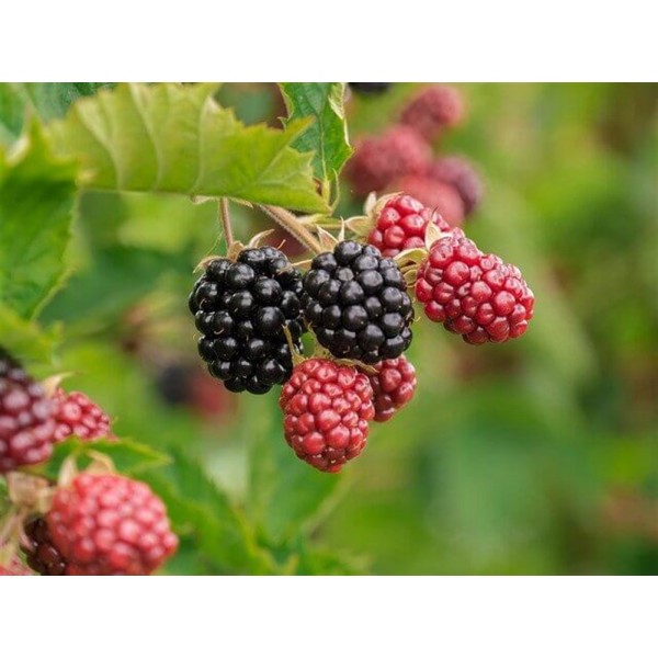 Böğürtlen Fidanı 14 Litre Saksı (Blackberry) 3 Yaş