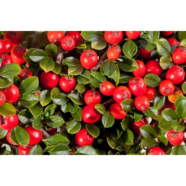 Güz Yemişi Fidanı Autumn Berry