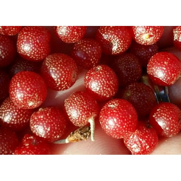 Güz Yemişi Fidanı Autumn Berry