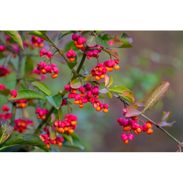 Güz Yemişi Fidanı Autumn Berry