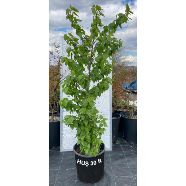Huş Ağacı Fidanı 30 Litre Saksıda (Birch)