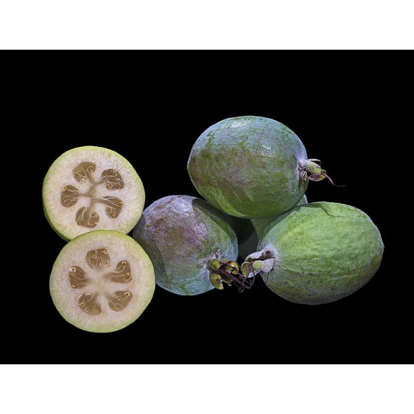 Kaymak Ağacı Fidanı 7 lt Saksıda (Feijoa)