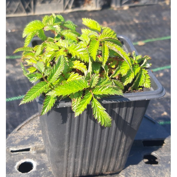 Çilek Ahududu (Rubus Rosifolius) Saksılı