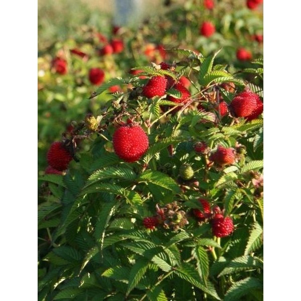 Çilek Ahududu (Rubus Rosifolius) Saksılı