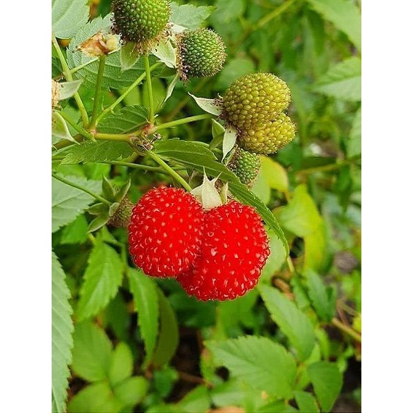 Çilek Ahududu (Rubus Rosifolius) Saksılı