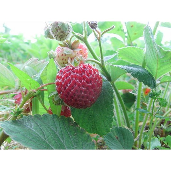Çilek Ahududu (Rubus Rosifolius) Saksılı