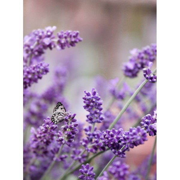 Lavanta Fidanı 14 Litre Saksıda 2 Yaş (Lavender)