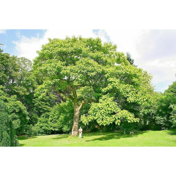 Pavlonya Fidanı 9 Luk Potta (Paulownia) TOPTAN SATIŞ