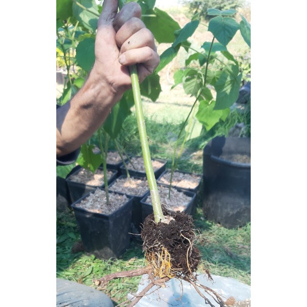 Pavlonya Fidanı 9 Luk Potta (Paulownia) TOPTAN SATIŞ
