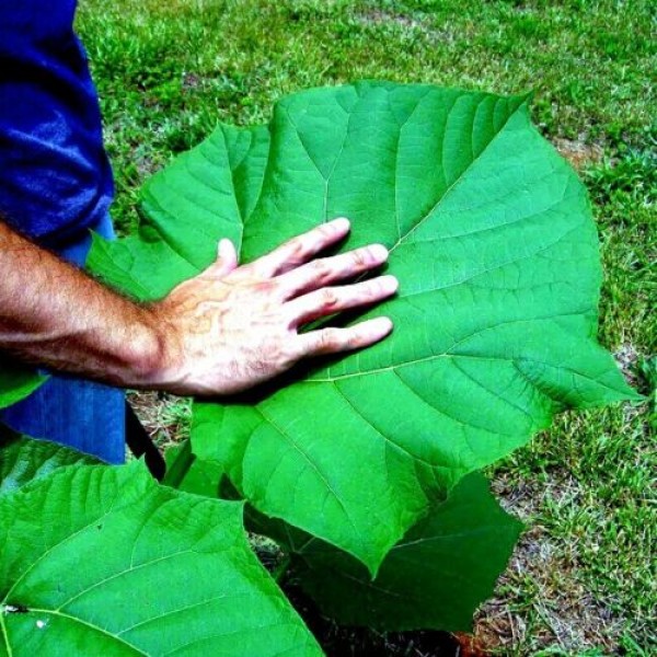 Pavlonya Fidanı 9 Luk Potta (Paulownia) TOPTAN SATIŞ