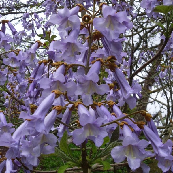 Pavlonya Fidanı 9 Luk Potta (Paulownia) TOPTAN SATIŞ