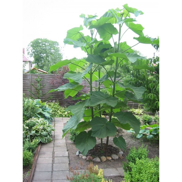 Pavlonya Fidanı 9 Luk Potta (Paulownia) TOPTAN SATIŞ
