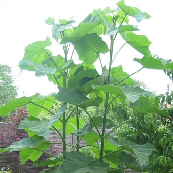 Pavlonya Fidanı 9 luk potta (Paulownia)