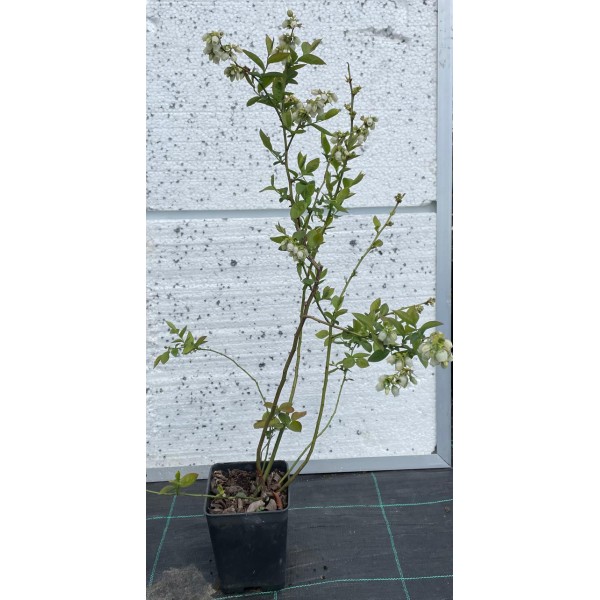Yaban Mersini 1,5 Litre Saksıda (Blueberry)