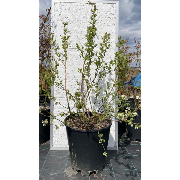 Yaban Mersini 30 Litre Saksıda (Blueberry)