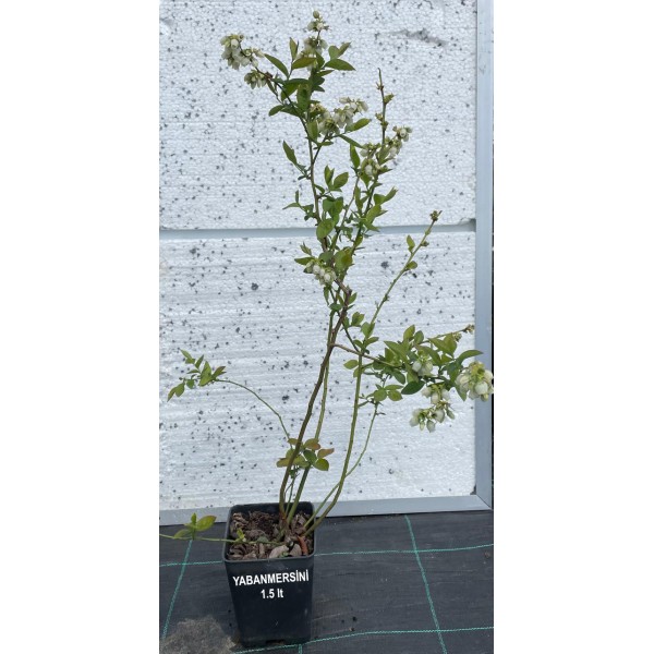 Yaban Mersini 1,5 Litre Saksıda (Blueberry)