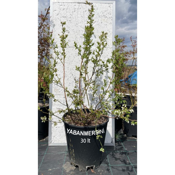 Yaban Mersini 30 Litre Saksıda (Blueberry)
