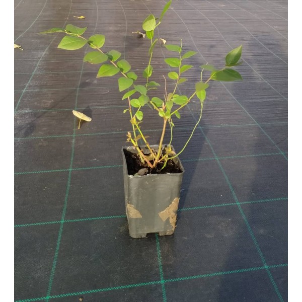 Yaban Mersini 1,5 Litre Saksıda (Blueberry)