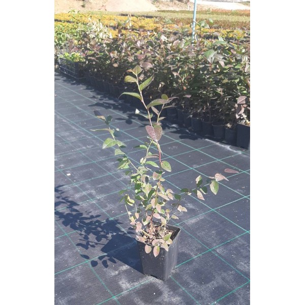 Yaban Mersini 1,5 Litre Saksıda (Blueberry)