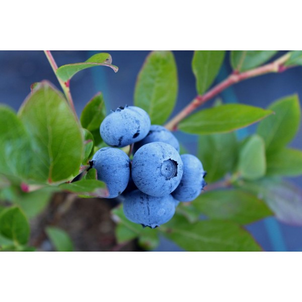 Yaban Mersini Meyvesi Blueberry Maviyemiş 500 gr