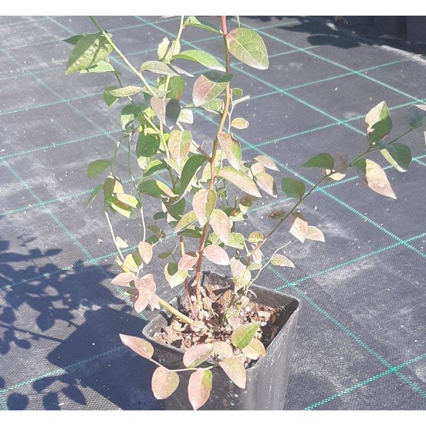 Yaban Mersini 1,5 Litre Saksıda (Blueberry)