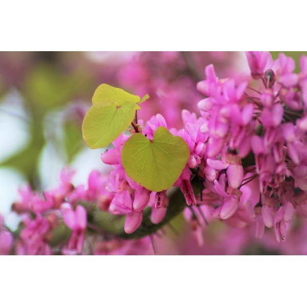 Erguvan Fidanı Büyük Yapraklı Erguvan Cercis Siliquastrum