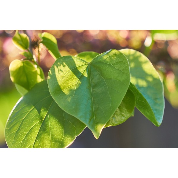 Erguvan Fidanı Büyük Yapraklı Erguvan Cercis Siliquastrum