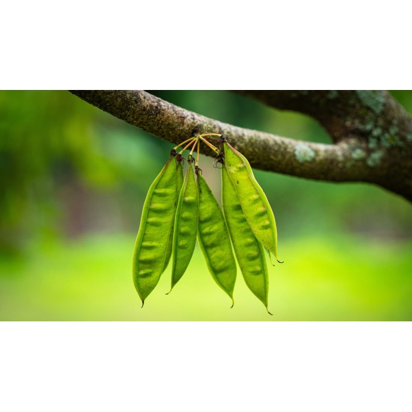 Erguvan Fidanı Büyük Yapraklı Erguvan Cercis Siliquastrum