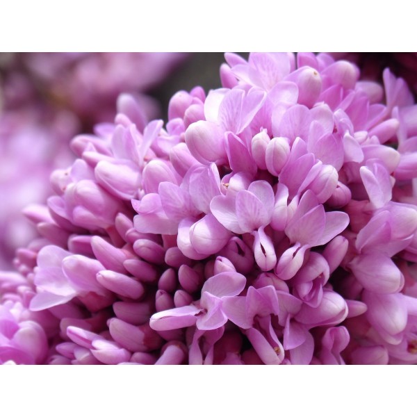 Erguvan Fidanı Büyük Yapraklı Erguvan Cercis Siliquastrum