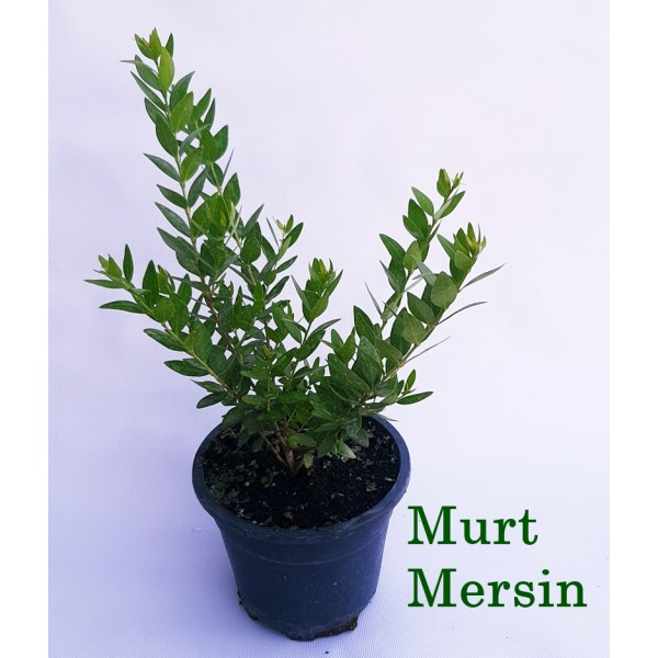 Murt Mersin Fidanı Myrtus